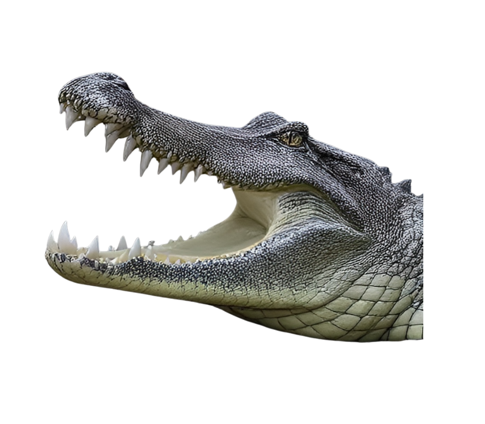 Crocodile